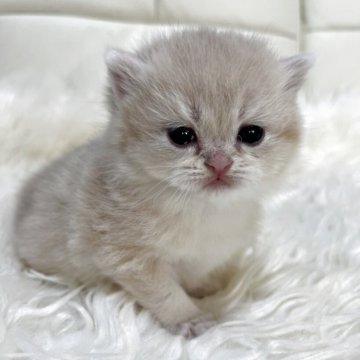 ブリティッシュショートヘア【静岡県・女の子・2025年11月12日・ブルーゴールデン（フワフワ）】の写真「可愛いお顔」