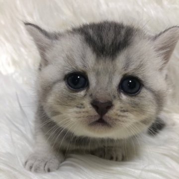 ブリティッシュショートヘア【静岡県・女の子・2025年9月7日・シェーデッドシルバー（フワフワ）】の写真「可愛いお顔」