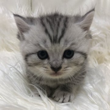 ブリティッシュショートヘア【静岡県・男の子・2025年9月7日・シルバータビー（フワフワ）】の写真「可愛いお顔」