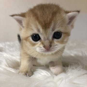ブリティッシュショートヘア【静岡県・男の子・2025年9月7日・シェーデッドゴールデン（フワフワ）】の写真「可愛いお顔」