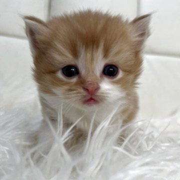 ブリティッシュショートヘア【静岡県・男の子・2025年11月12日・レッドアンドホワイト ロング（フワフワ）】の写真「可愛いお顔」