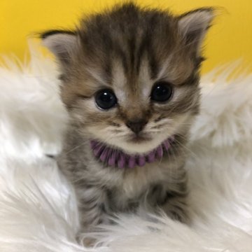 ミヌエット(長足)【静岡県・女の子・2025年10月1日・ブラウンタビー（艶やかロング）】の写真「可愛いお顔」