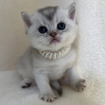 ブリティッシュショートヘア【静岡県・男の子・2025年10月26日・シェーデッドシルバー（柔らかな毛並み）】の写真「可愛いお顔」