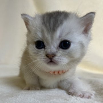 ブリティッシュショートヘア【静岡県・女の子・2025年10月26日・シェーデッドシルバー（柔らかな毛並み）】の写真「可愛いお顔」