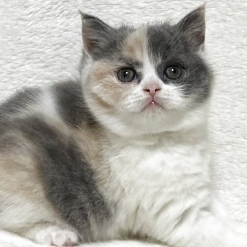 ブリティッシュショートヘア【静岡県・女の子・2025年4月19日・ダイリュートキャリコ（フワフワ）】の写真「可愛いお顔♡」