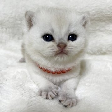 ブリティッシュショートヘア【静岡県・女の子・2025年11月24日・シェーデッドカメオ（柔らかな毛並み）】の写真「可愛いお顔」