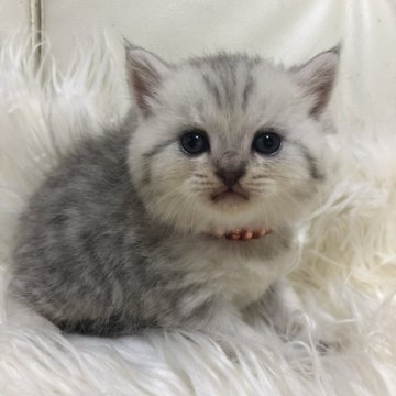 ブリティッシュショートヘア【静岡県・男の子・2025年9月7日・シルバータビー（フワフワ）】の写真「可愛いお顔」