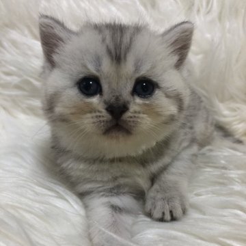 ブリティッシュショートヘア【静岡県・男の子・2025年9月7日・シルバータビー（フワフワ）】の写真「可愛いお顔」
