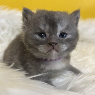 ブリティッシュショートヘア【静岡県・女の子・2025年11月1日・ブルースモーク（柔らかな毛並み）】の写真「可愛いお顔♡」