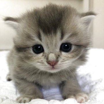 マンチカン(長足)【静岡県・女の子・2025年5月27日・ブルーパッチドタビー（フワフワ）】の写真「可愛いお顔」