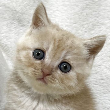 ブリティッシュショートヘア【静岡県・男の子・2025年4月26日・クリームタビー（フワフワ）】の写真「可愛いお顔」