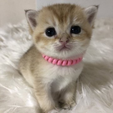 ブリティッシュショートヘア【静岡県・女の子・2025年9月7日・シェーデッドゴールデン（フワフワ）】の写真「可愛いお顔」
