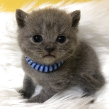 ブリティッシュショートヘア【静岡県・男の子・2025年5月1日・ブルー（フワフワ）】の写真「可愛いお顔」