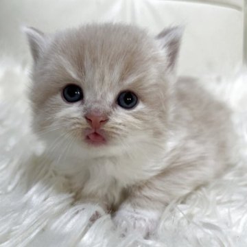 ブリティッシュショートヘア【静岡県・男の子・2025年11月12日・クリームアンドホワイト ロング（フワフワ）】の写真「可愛いお顔」