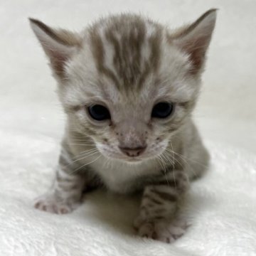 ベンガル【静岡県・男の子・2025年11月17日・シールミンクスポテットタビー（柔らかな毛並み）】の写真「可愛いお顔」