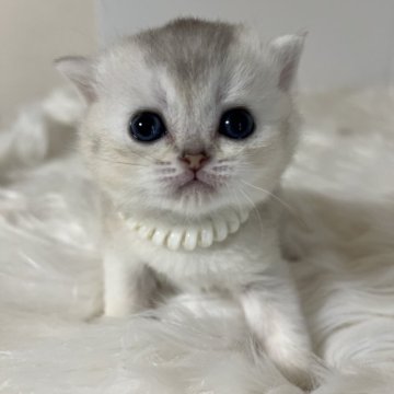 ブリティッシュショートヘア【静岡県・女の子・2025年10月30日・シェーデッドシルバー（柔らかな毛並み）】の写真「可愛いお顔」