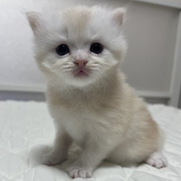 マンチカン(長足)【静岡県・男の子・2025年10月16日・シェーデッドカメオ（柔らかな毛並み）】の写真「可愛いお顔」