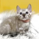 ベンガル【静岡県・男の子・2025年7月21日・シールスポテッドリンクスポイント】の写真1