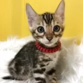 ベンガル