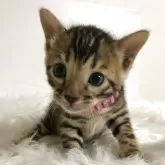 ベンガル