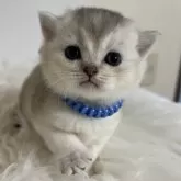 ブリティッシュショートヘア