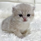 ブリティッシュショートヘア