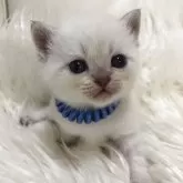ブリティッシュショートヘア