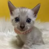 ベンガル