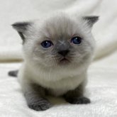 ブリティッシュショートヘア