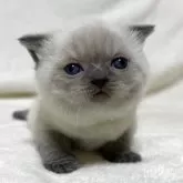 ブリティッシュショートヘア