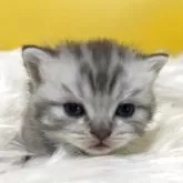 ブリティッシュショートヘア