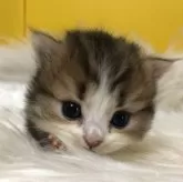 ミヌエット(短足)