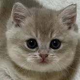 ブリティッシュショートヘア