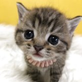 ブリティッシュショートヘア