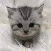 ブリティッシュショートヘア