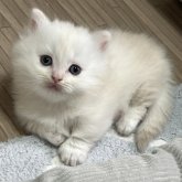 マンチカン(短足)