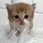 ブリティッシュショートヘア