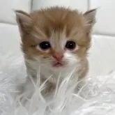 ブリティッシュショートヘア