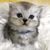 ブリティッシュショートヘア