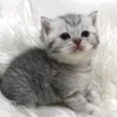 ブリティッシュショートヘア