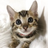 ベンガル