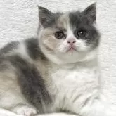 ブリティッシュショートヘア