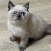 ブリティッシュショートヘア