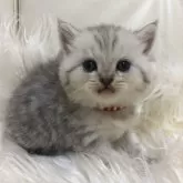 ブリティッシュショートヘア