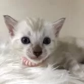 ベンガル
