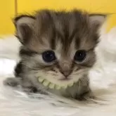 ミヌエット(長足)