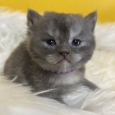 ブリティッシュショートヘア