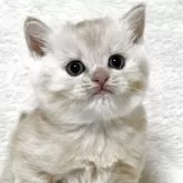 ブリティッシュショートヘア