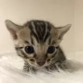 ベンガル【静岡県・女の子・2024年12月1日・ブラウンスポテッドタビー】の写真1