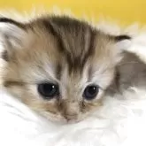 ブリティッシュショートヘア